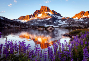 цветы, озеро, скала, Гора