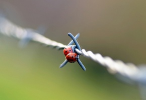 коровки, проволока, день, Божьи, макро, колючая