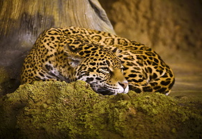 лежит, кошка, Ягуар, отдых