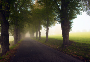дорога, листва, Деревья, асфальт, road, лесополоса