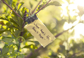 жизнь, листок, листья, зелень, Ветка, green, цитата