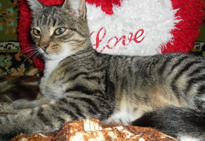 кошка, подушка, кровать