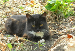 кошка, черная