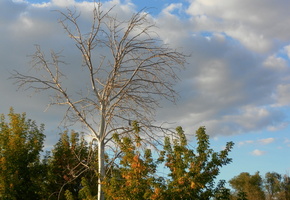осень, природа, береза, деревья, небо