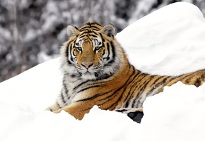 Тигр, кошка, хищник