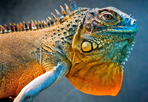 Ящерица, игуана, дракон