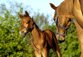жеребёнок, Лошадь, кобыла, конь