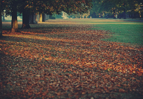 осень, ковер, листва, деревья, Природа