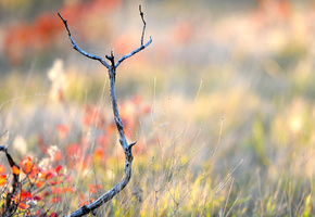 трава, Макро, ветка, осень, сухая