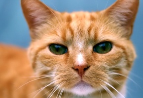 глаза, рыжий, портрет, Кот, усы