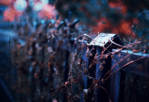 Осень, растение, боке, забор, вечер, фокус, сухое