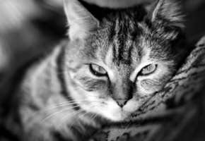 взгляд, обои, котэ, чб, нос, кошка, киса, усы, Кот, , wallpaper