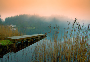 камышь, Природа, берег, река