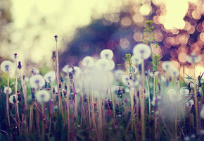 цветы, Макро, блики, трава, одуванчики