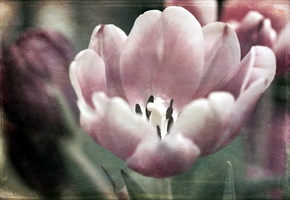 фон, стиль, Цветок