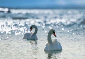 блики, Лебеди, вода