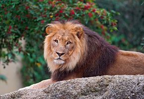лежит, камень, Лев, грива, смотрит