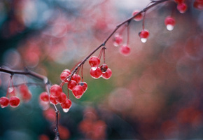 ветка, капли, блики, мокрая, Ягоды