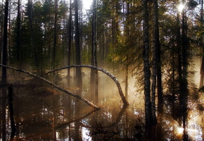 свет, природа, деревья, Лес