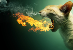 пылает, кошка, огонь, дым. пар, Кот, зубы, пасть