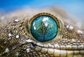 Змея, макро, глаз, кожа