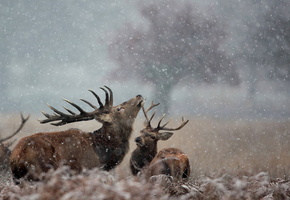 снег, природа, Олени