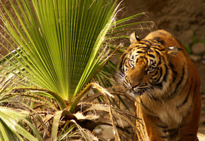 листья, глаза, напряженные, трава, смотрит, сидит, Тигр