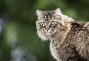 Кошка, природа, взгляд