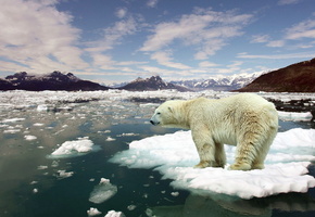 снег, лёд, медведь, Белый, зима, арктика, зверь, мороз