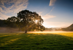 трава, лучи, роса, солнце, Природа, свет, дерево, туман