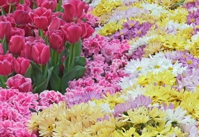 весна, хризантема, много, розовые, тюльпаны, Цветы