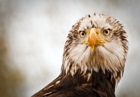 клюв, хищник, орел, птица, eagle, перья, Орёл