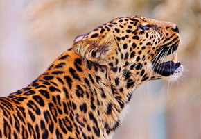 смотрит вверх, морда, пятнистый, стоит, leopard, Леопард