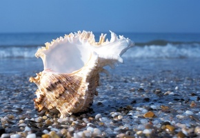 вода, ракушка, камешки, волны, Море, берег, камни, лето