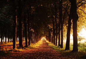 вечер, деревья, тропа, осень, Аллея