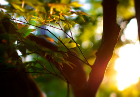 листья, макро, дерево, боке, Лето, деревья, фокус