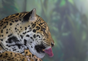 голова, язык, Ягуар