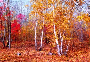 багрец, золото, красный, осень, листья, листопад, октябрь, лес, казахстан, опавшие, брещук, небесный