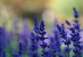 поляна, фон, лето, растения, синие, Цветы, лаванда