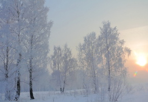 Зима, берёзы, снег, утро