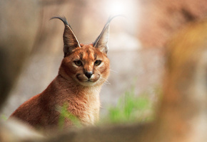 Кошка, фон, смотрит, розмытость, каракал