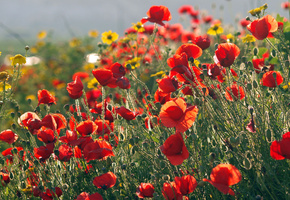 Маки, поле, желтые, другие цветы, красные