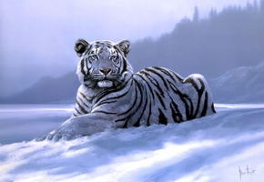 арт, тигр, siberian tiger, Spencer hodge