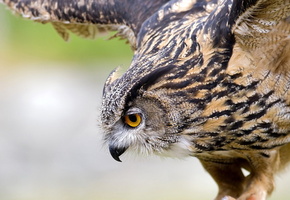 макро, Птица, крылья, полет, филин, сова