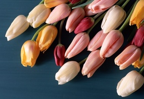 тюльпаны, Цветы, разноцветные, бутоны, букет