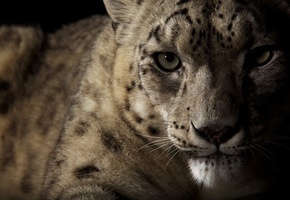 взгляд, Снежный барс, ирбис, глаза, дикая кошка