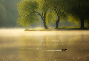 река, Утро, туман, утка