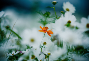 белый, лепестки, стебли, космея, оранжевый, Цветы