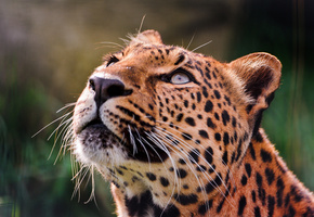 вверх, глаза, Леопард, смотрит