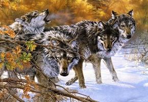 Lee kromschroeder, арт, стая, body language, волки